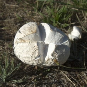 Calvatia sp. at Hawker, ACT - 18 Jan 2015