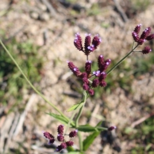 Verbena incompta at Denman Prospect, ACT - 27 Apr 2020