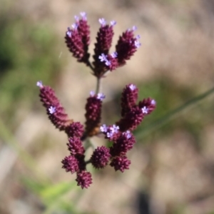 Verbena incompta at Denman Prospect, ACT - 27 Apr 2020