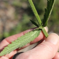 Verbena incompta at Denman Prospect, ACT - 27 Apr 2020