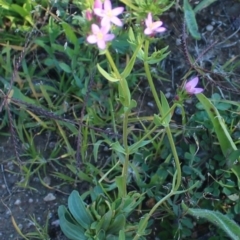 Centaurium erythraea (Common Centaury) at West Stromlo - 27 Apr 2020 by Sarah2019