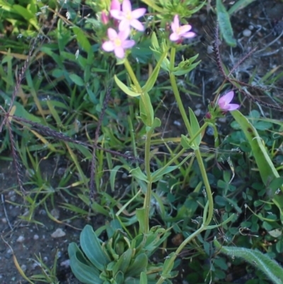 Centaurium erythraea (Common Centaury) at Denman Prospect, ACT - 27 Apr 2020 by Sarah2019