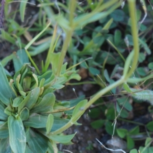 Centaurium erythraea at Denman Prospect, ACT - 27 Apr 2020