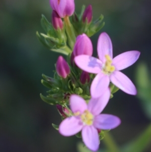 Centaurium erythraea at Denman Prospect, ACT - 27 Apr 2020