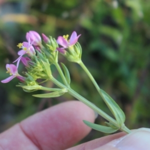 Centaurium erythraea at Denman Prospect, ACT - 27 Apr 2020