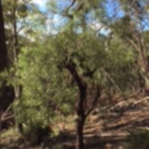 Persoonia sp. at Lower Boro, NSW - 27 Apr 2020