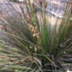 Carex appressa (Tall Sedge) at Boro, NSW - 27 Apr 2020 by mcleana