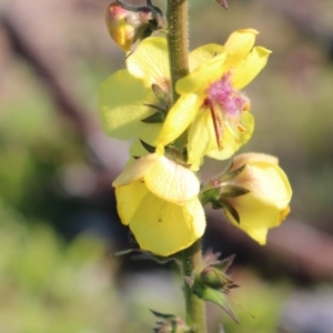 Verbascum virgatum at Denman Prospect, ACT - 27 Apr 2020