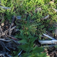 Verbascum virgatum at Denman Prospect, ACT - 27 Apr 2020