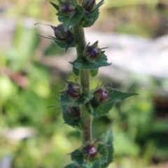 Verbascum virgatum at Denman Prospect, ACT - 27 Apr 2020