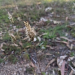 Enneapogon nigricans (Nine-awn Grass, Bottlewashers) at Latham, ACT - 27 Apr 2020 by MattM