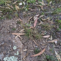 Enneapogon nigricans at Latham, ACT - 27 Apr 2020