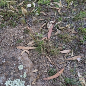 Enneapogon nigricans at Latham, ACT - 27 Apr 2020