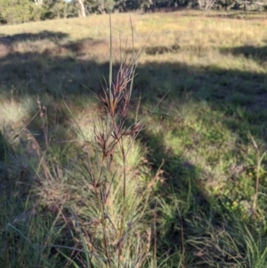 Themeda triandra at Latham, ACT - 27 Apr 2020