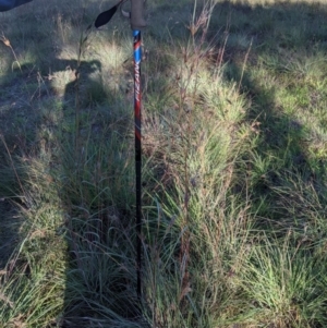 Themeda triandra at Latham, ACT - 27 Apr 2020