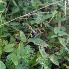 Glycine tabacina (Variable Glycine) at Latham, ACT - 27 Apr 2020 by MattM