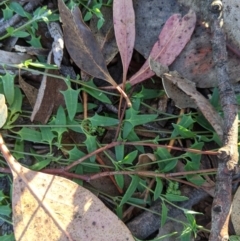 Einadia nutans (Climbing Saltbush) at Latham, ACT - 27 Apr 2020 by MattM