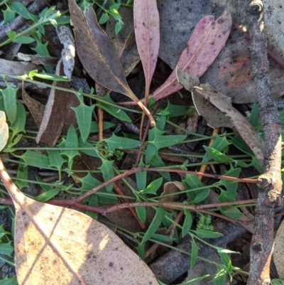 Einadia nutans (Climbing Saltbush) at Latham, ACT - 27 Apr 2020 by MattM