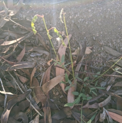 Grona varians (Slender Tick-Trefoil) at Latham, ACT - 26 Apr 2020 by MattM