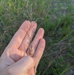 Aristida ramosa (Purple Wire Grass) at Latham, ACT - 27 Apr 2020 by MattM