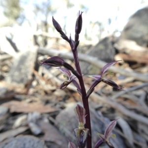 Acianthus exsertus at Yass River, NSW - 27 Apr 2020