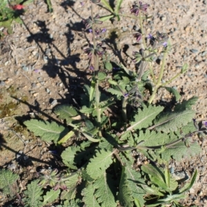 Salvia verbenaca var. verbenaca at Denman Prospect, ACT - 27 Apr 2020