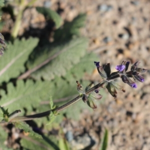 Salvia verbenaca var. verbenaca at Denman Prospect, ACT - 27 Apr 2020