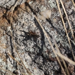 Macrotona australis (Common Macrotona Grasshopper) at Mount Painter - 27 Apr 2020 by Tammy