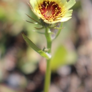 Tolpis barbata at Stromlo, ACT - 27 Apr 2020