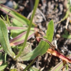 Tolpis barbata at Stromlo, ACT - 27 Apr 2020