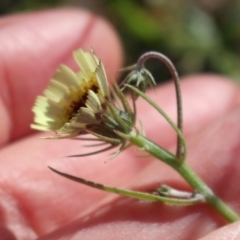 Tolpis barbata at Stromlo, ACT - 27 Apr 2020