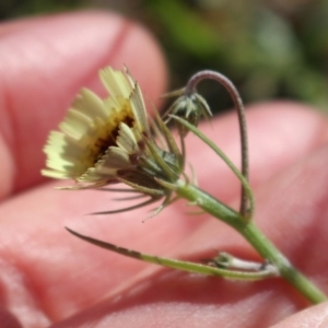 Tolpis barbata at Stromlo, ACT - 27 Apr 2020