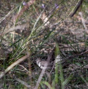 Stizoptera bichenovii at Fraser, ACT - 27 Apr 2020