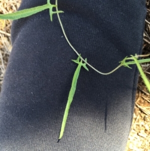 Convolvulus angustissimus subsp. angustissimus at Majura, ACT - 27 Apr 2020 01:31 AM