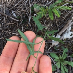 Convolvulus angustissimus subsp. angustissimus at Majura, ACT - 27 Apr 2020 01:31 AM