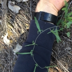 Convolvulus angustissimus subsp. angustissimus at Majura, ACT - 27 Apr 2020