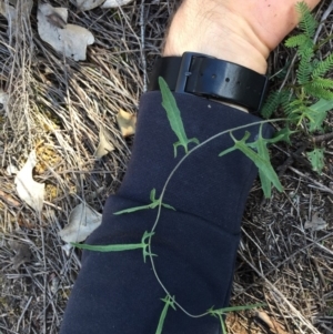 Convolvulus angustissimus subsp. angustissimus at Majura, ACT - 27 Apr 2020 01:31 AM