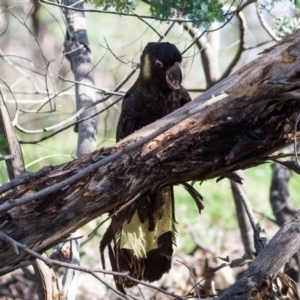 Zanda funerea at Fraser, ACT - 27 Apr 2020