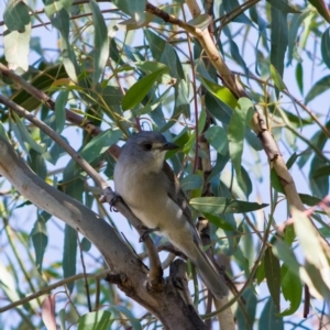 Colluricincla harmonica at Flynn, ACT - 27 Apr 2020 04:16 PM