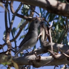 Colluricincla harmonica at Flynn, ACT - 27 Apr 2020