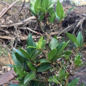 Viburnum tinus at Majura, ACT - 27 Apr 2020 01:12 AM