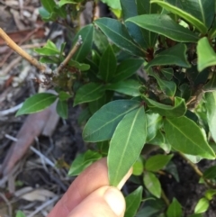 Viburnum tinus at Majura, ACT - 27 Apr 2020