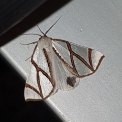 Thalaina clara (Clara's Satin Moth) at Wyndham, NSW - 24 Apr 2020 by JoyGeorgeson