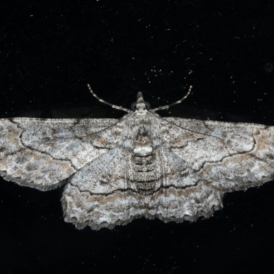 Cleora displicata (A Cleora Bark Moth) at Ainslie, ACT - 18 Dec 2019 by jb2602