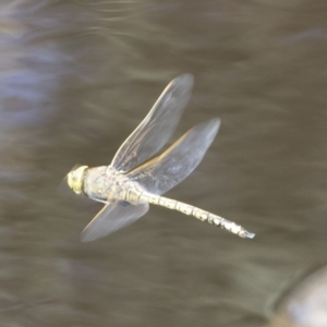 Anax papuensis at Michelago, NSW - 23 Feb 2020