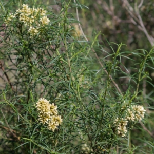 Cassinia aculeata subsp. aculeata at Spence, ACT - 27 Apr 2020