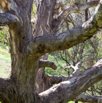 Eucalyptus melliodora (Yellow Box) at Spence, ACT - 27 Apr 2020 by Kerri-Ann