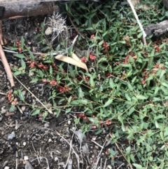 Einadia nutans subsp. nutans (Climbing Saltbush) at Chapman, ACT - 26 Apr 2020 by Nat