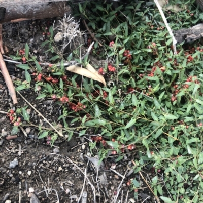 Einadia nutans subsp. nutans (Climbing Saltbush) at Chapman, ACT - 26 Apr 2020 by Nat