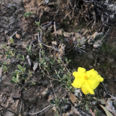 Hibbertia obtusifolia (Grey Guinea-flower) at Stromlo, ACT - 26 Apr 2020 by Nat